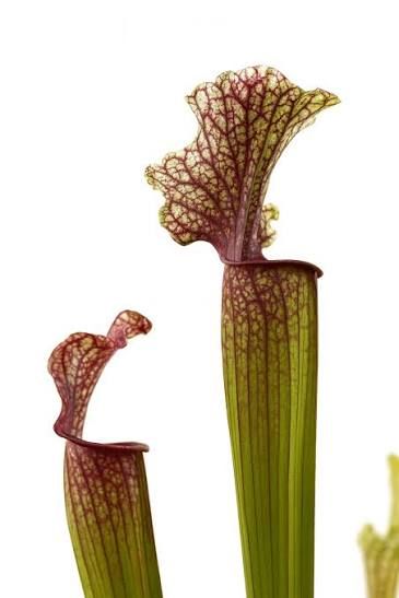 Sarracenia 'Judith Hindle', Pianta Carnivora, insettivora - vaso Ø12 cm