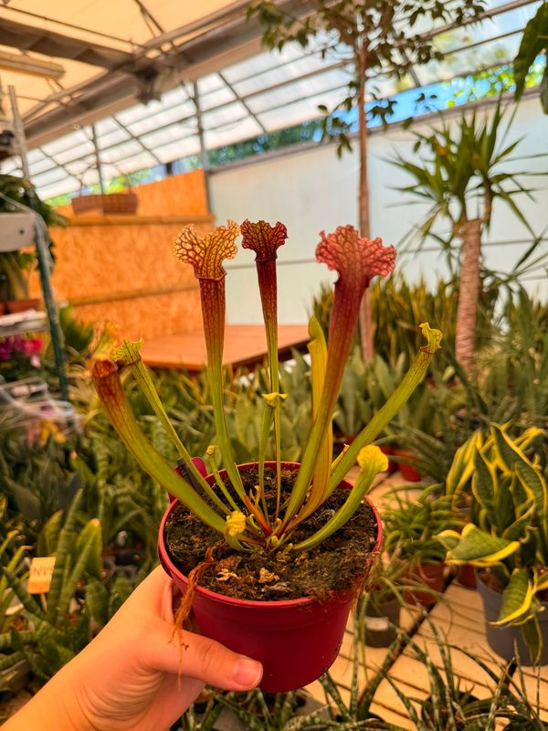 Sarracenia 'Judith Hindle', Pianta Carnivora, insettivora - vaso Ø12 cm
