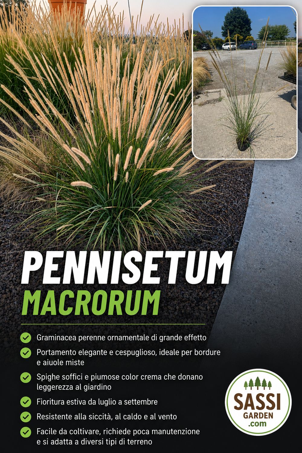 Pennisetum macrourum -  penniseto a spighe lunghe - vaso 18