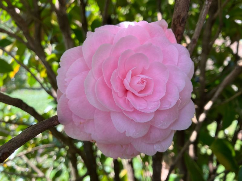 Camellia Japonica 'Rosa', Camelia del Giappone - vaso Ø19 cm