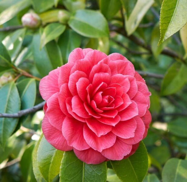 Camellia Japonica 'Rossa', Camelia del Giappone - vaso Ø19 cm