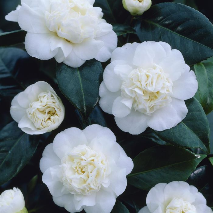 Camellia Japonica 'Bianca', Camelia del Giappone - vaso Ø22 cm
