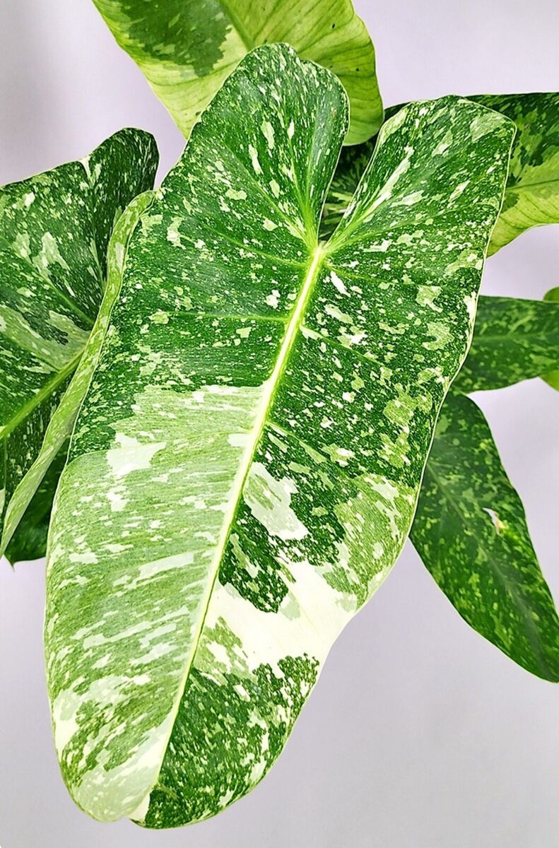 Philodendron variegato 'Jose Buono', Filodendro - vaso Ø15 cm Philodendron variegato 'Jose Buono', Filodendro - vaso Ø15 cm
