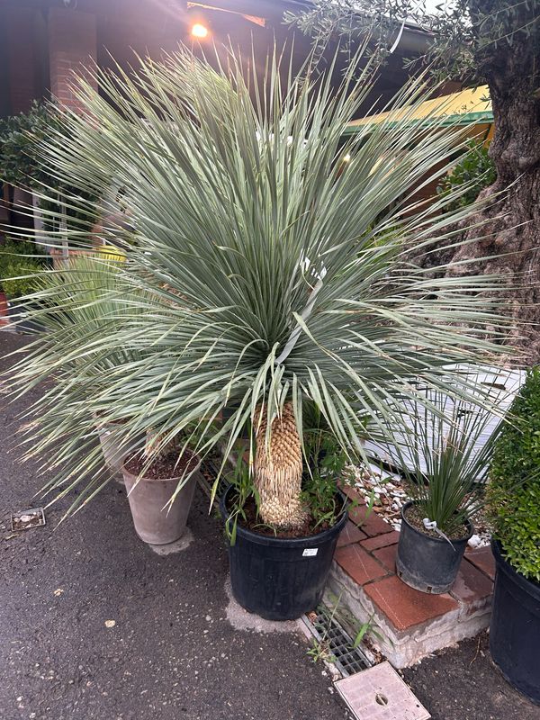 Yucca Rostrata - vaso Ø45  cm