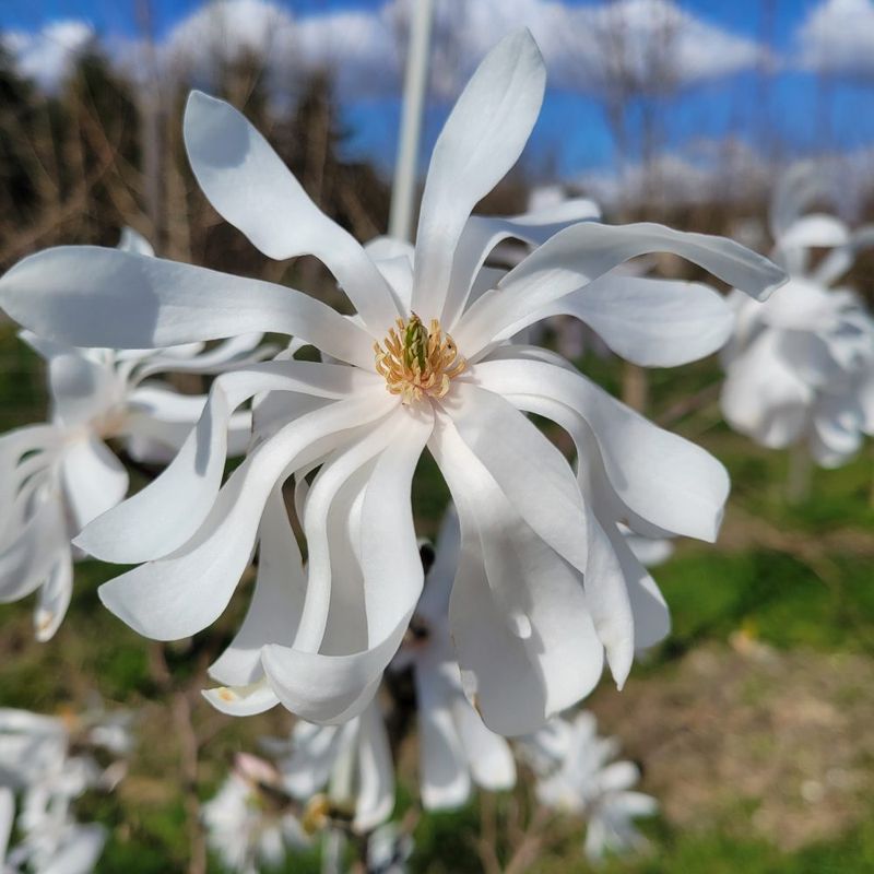 Magnolia da fiore, Magnolia stellata Waterlily - vaso Ø24 cm 2 Magnolia da fiore, Magnolia stellata Waterlily - vaso Ø24 cm 2