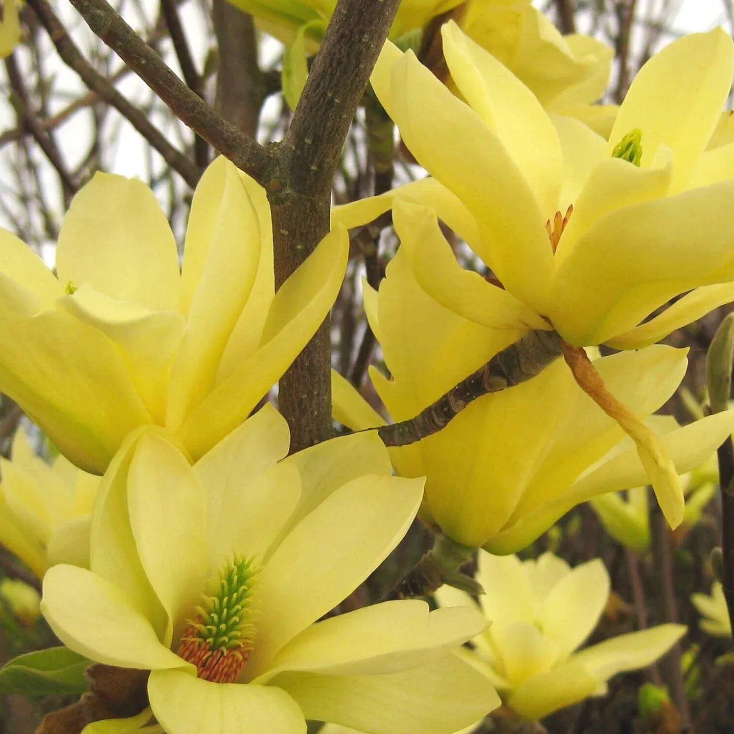 Magnolia da fiore, Magnolia x brooklinensis Yellow Lantern - vaso Ø24 cm 2 Magnolia da fiore, Magnolia x brooklinensis Yellow Lantern - vaso Ø24 cm 2