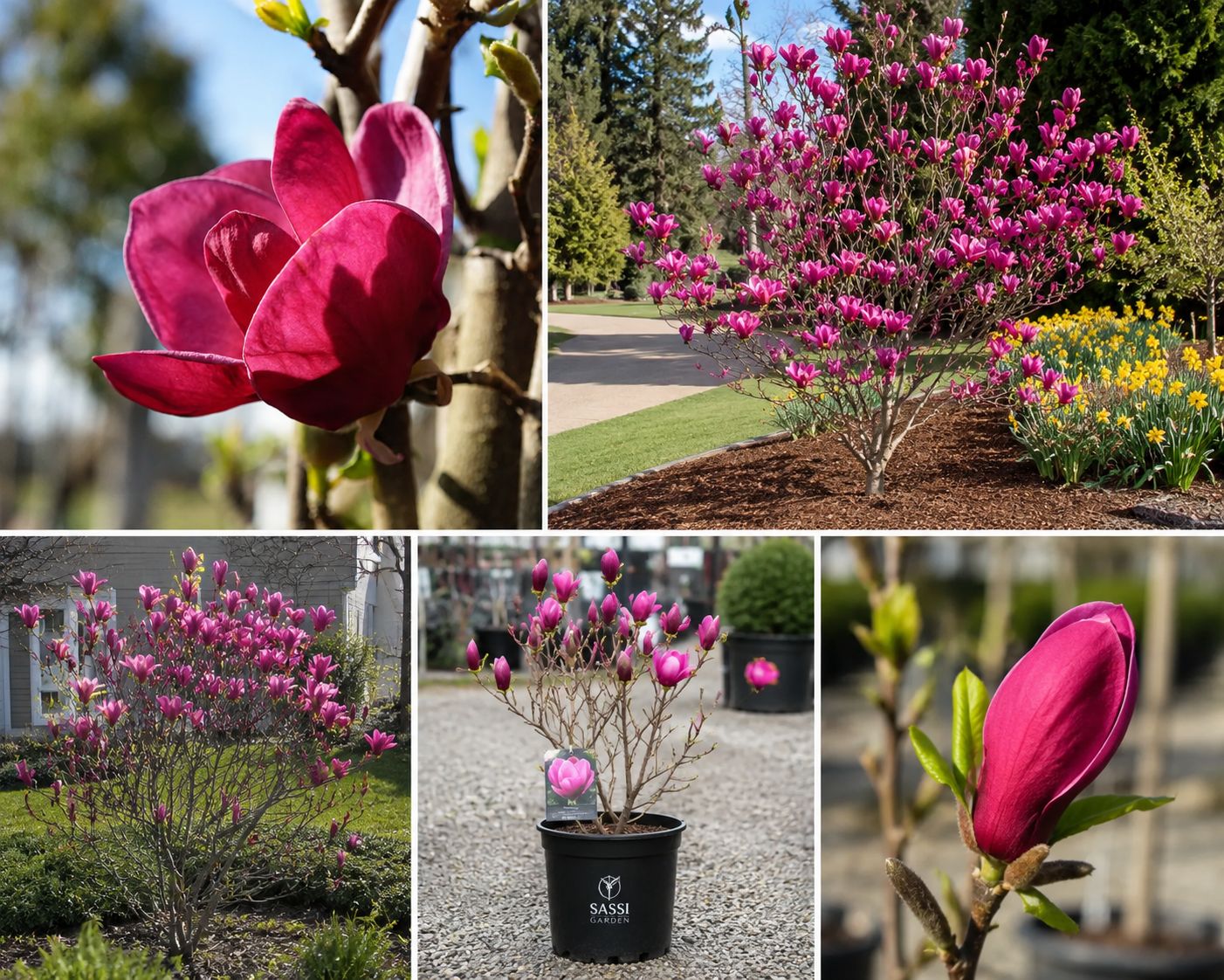 Magnolia da fiore, Magnolia ‘Genie’ - vaso Ø24 Magnolia da fiore, Magnolia ‘Genie’ - vaso Ø24