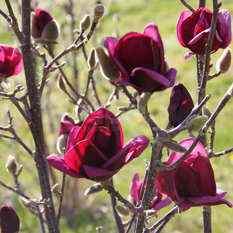 Magnolia da fiore, Magnolia ‘Genie’ - vaso Ø24 Magnolia da fiore, Magnolia ‘Genie’ - vaso Ø24