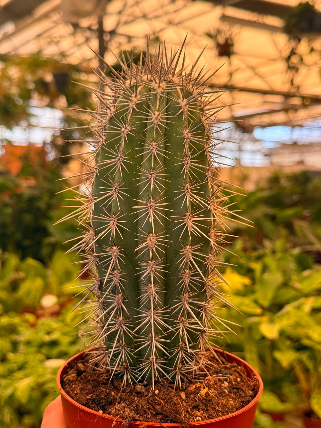 Pachycereus Pringlei - vaso Ø12 cm Pachycereus Pringlei - vaso Ø12 cm