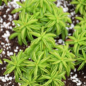 Peperomia Axillaris - vaso Ø5.5 cm