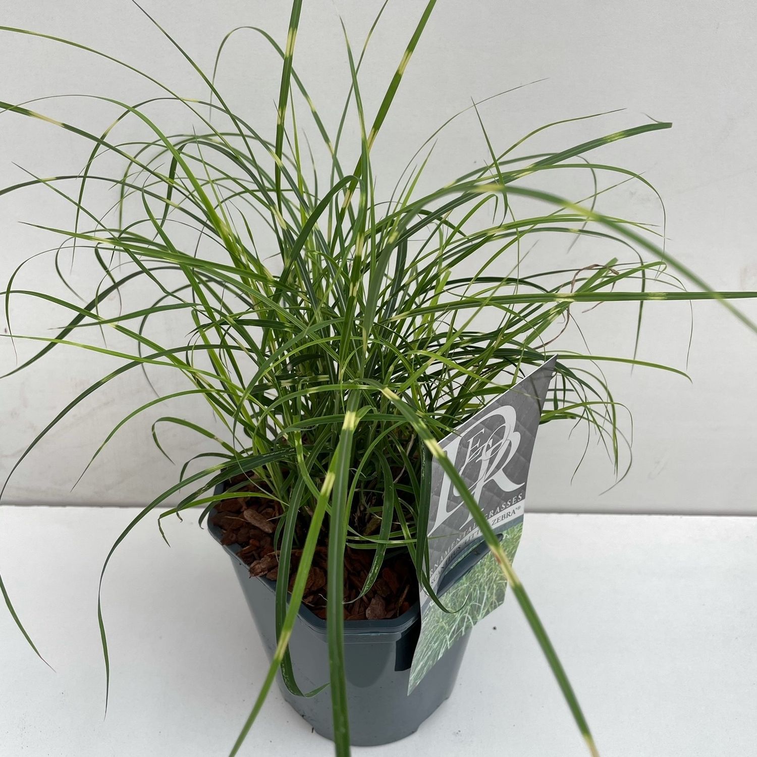 Miscanthus sinensis 'Little Zebra' - vaso Ø18 cm Miscanthus sinensis 'Little Zebra' - vaso Ø18 cm