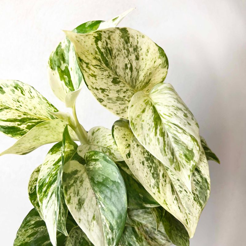 Epipremnum pinnatum 'Snow Leopard', Potus, Potos, Pothos, Photus - vaso Ø12 cm Epipremnum pinnatum 'Snow Leopard', Potus, Potos, Pothos, Photus - vaso Ø12 cm