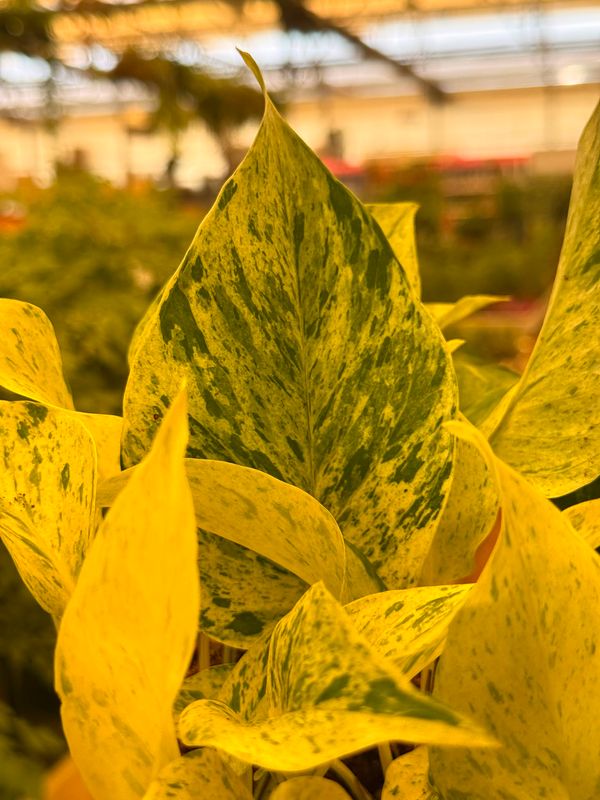 Epipremnum pinnatum 'Snow Leopard', Potus, Potos, Pothos, Photus - vaso Ø12 cm