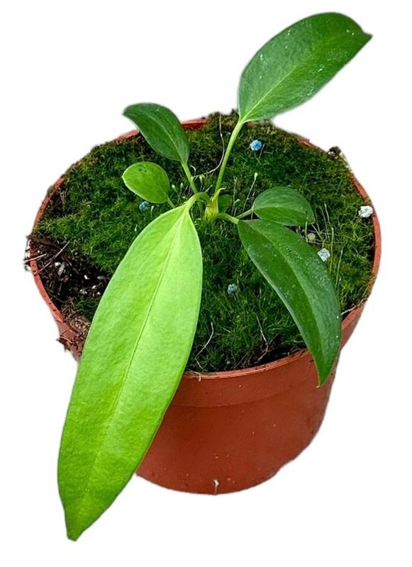 Anthurium Wendlingeri - vaso Ø14 cm