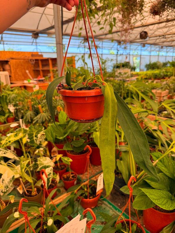 Anthurium Wendlingeri - vaso Ø14 cm