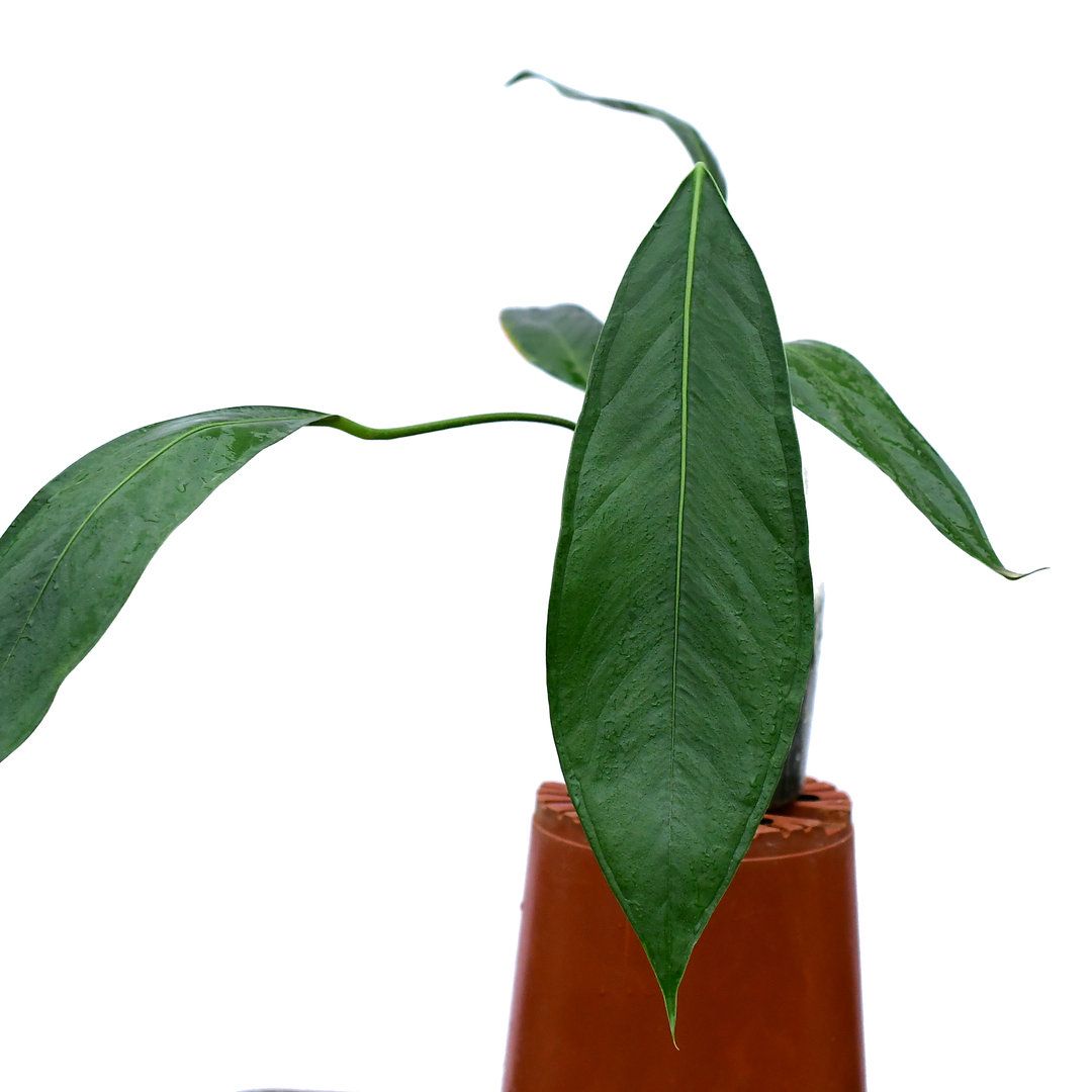 Anthurium Pallidiflorum - vaso Ø14 cm