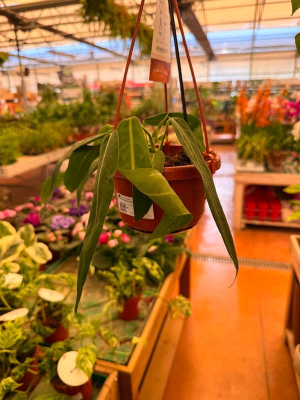 Anthurium Pallidiflorum - vaso Ø14 cm