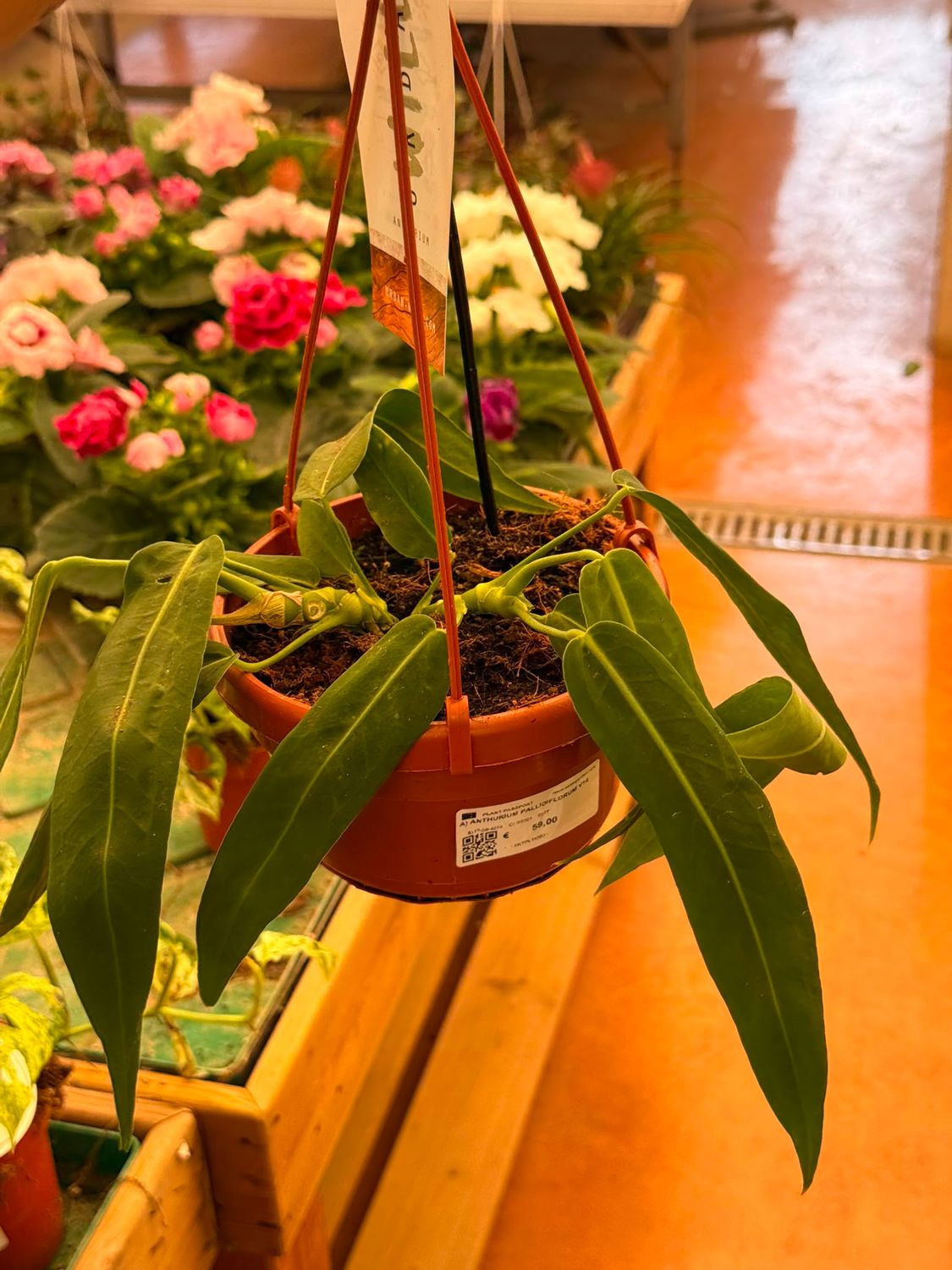 Anthurium Pallidiflorum - vaso Ø14 cm