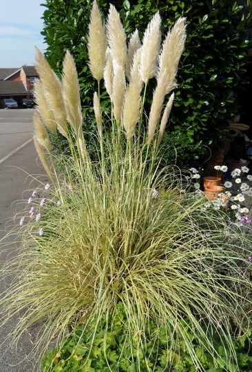 Cortaderia selloana 'Pumila', Erba della Pampa, Gynerium - vaso Ø13 cm Cortaderia selloana 'Pumila', Erba della Pampa, Gynerium - vaso Ø13 cm