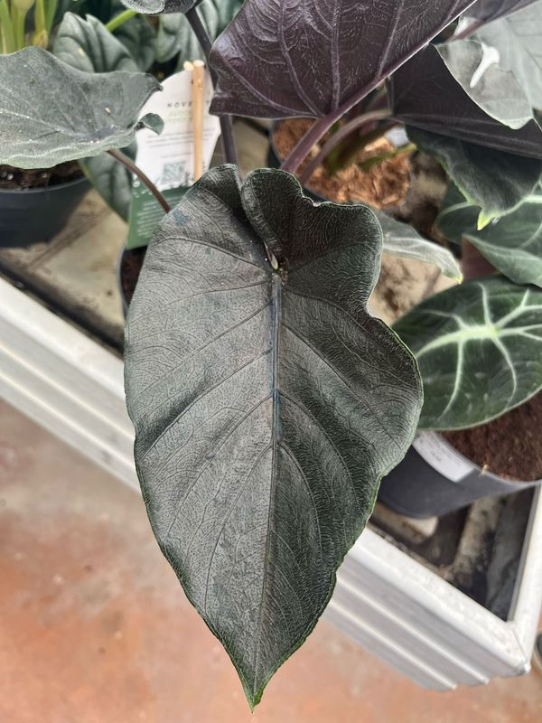 Alocasia 'Antoro Velvet'- vaso Ø17 cm