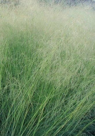 Eragrostis elliotti - vaso Ø13 cm