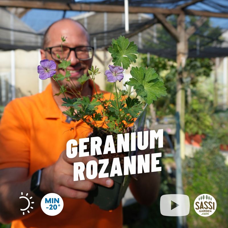 Geranium 'Rozanne', geranio vivace, geranio perenne - vaso Ø11 cm