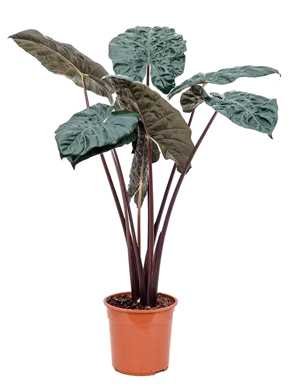 Alocasia 'Yucatan Princess'- vaso Ø17 cm