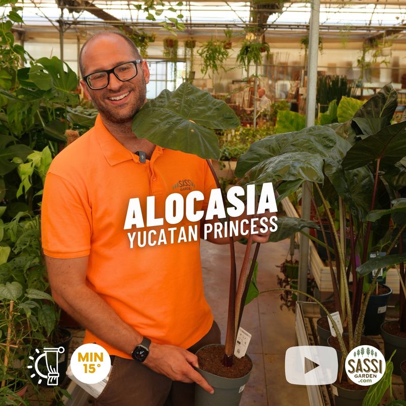 Alocasia 'Yucatan Princess' - vaso Ø17 cm Alocasia 'Yucatan Princess' - vaso Ø17 cm