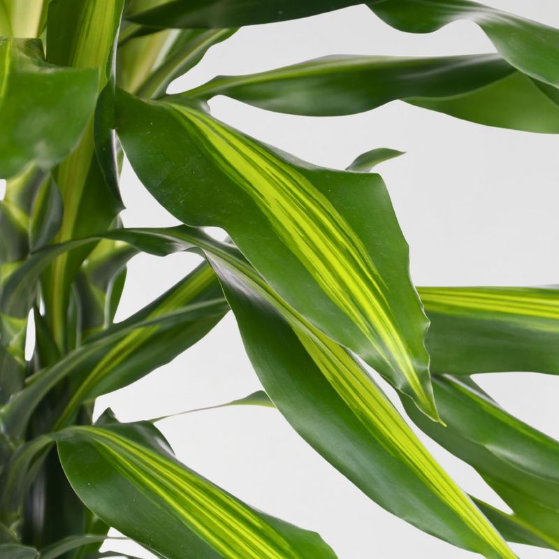 Dracaena fragrans 'Cintho' - vaso Ø13 cm
