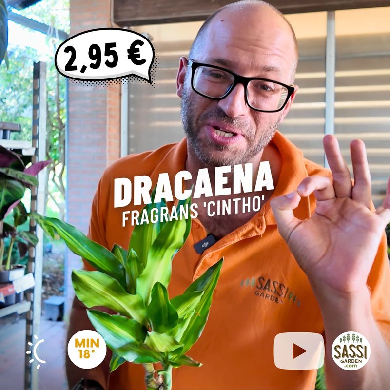 Dracaena fragrans 'Cintho' - vaso Ø13 cm Dracaena fragrans 'Cintho' - vaso Ø13 cm