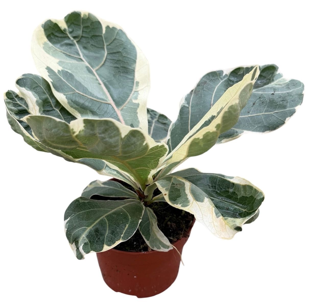 Ficus Lyrata variegata - vaso Ø10 cm