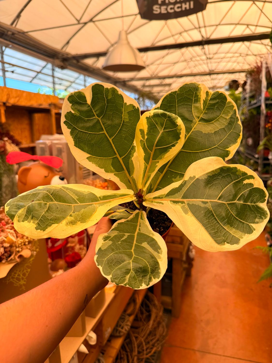 Ficus Lyrata variegata - vaso Ø10 cm Ficus Lyrata variegata - vaso Ø10 cm