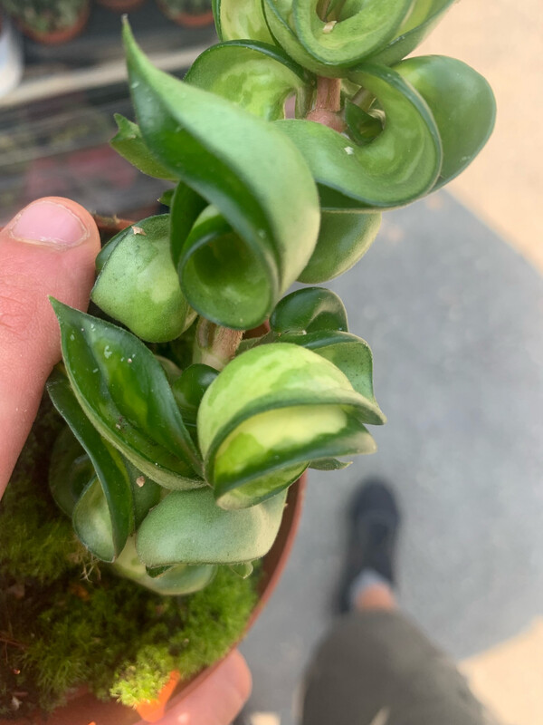 Hoya compacta variegata 'Mauna Loa' - vaso Ø6 cm