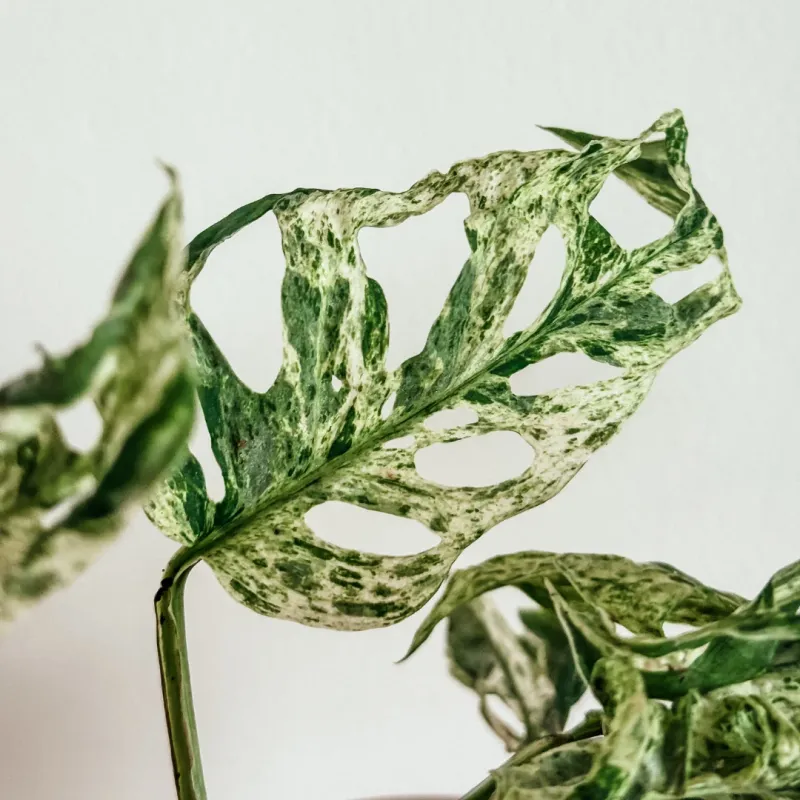 Monstera deliciosa 'Frozen Freckles' - vaso Ø12 cm