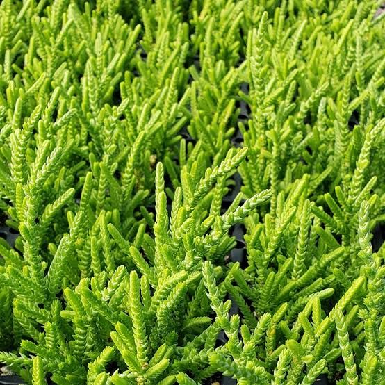 Crassula lycopodioides, Pianta spazzola - vaso Ø8 cm
