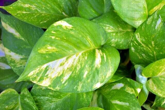 Epipremnum Pinnatum 'Aureum', Scindapsus Aureus, Potus, Potos, Pothos, Photus - vaso Ø17 cm