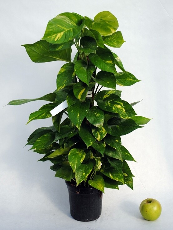 Epipremnum Pinnatum 'Aureum', Scindapsus Aureus, Potus, Potos, Pothos, Photus - vaso Ø17 cm Epipremnum Pinnatum 'Aureum', Scindapsus Aureus, Potus, Potos, Pothos, Photus - vaso Ø17 cm