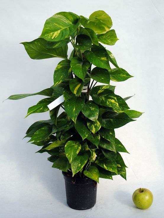 Epipremnum Pinnatum 'Aureum', Scindapsus Aureus, Potus, Potos, Pothos, Photus - vaso Ø17 cm
