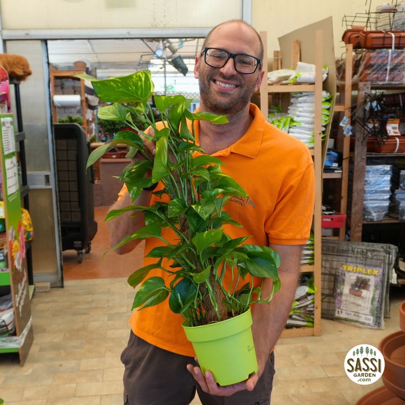 Epipremnum Pinnatum 'Aureum', Scindapsus Aureus, Potus, Potos, Pothos, Photus - vaso Ø17 cm