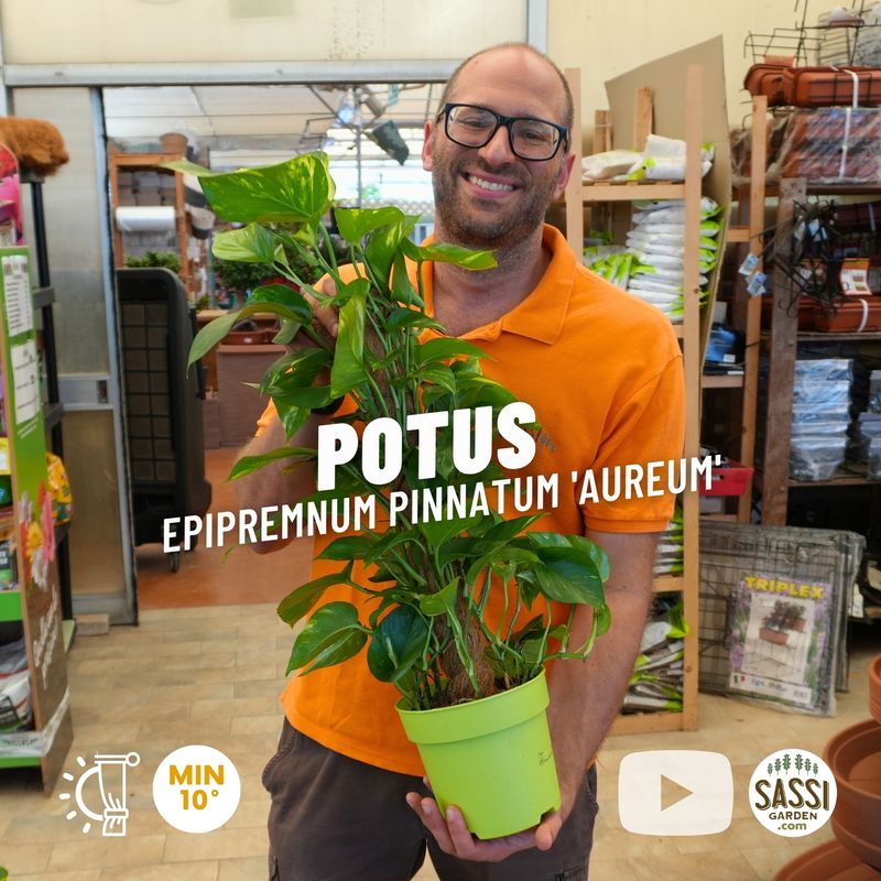 Epipremnum Pinnatum 'Aureum', Scindapsus Aureus, Potus, Potos, Pothos, Photus - vaso Ø17 cm Epipremnum Pinnatum 'Aureum', Scindapsus Aureus, Potus, Potos, Pothos, Photus - vaso Ø17 cm