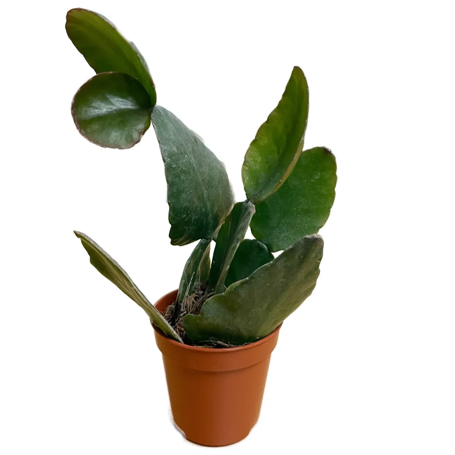 Rhipsalis Rubra - vaso Ø11 cm