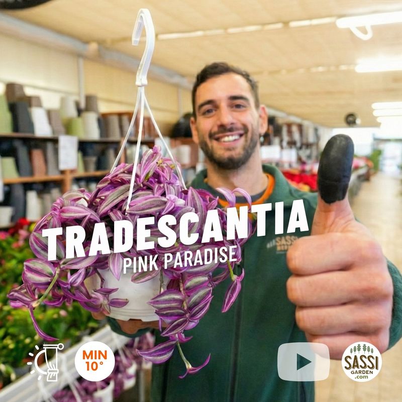 Tradescantia Pink Paradise, Erba Miseria, Tradescanzia - Basket Ø19 cm Tradescantia Pink Paradise, Erba Miseria, Tradescanzia - Basket Ø19 cm