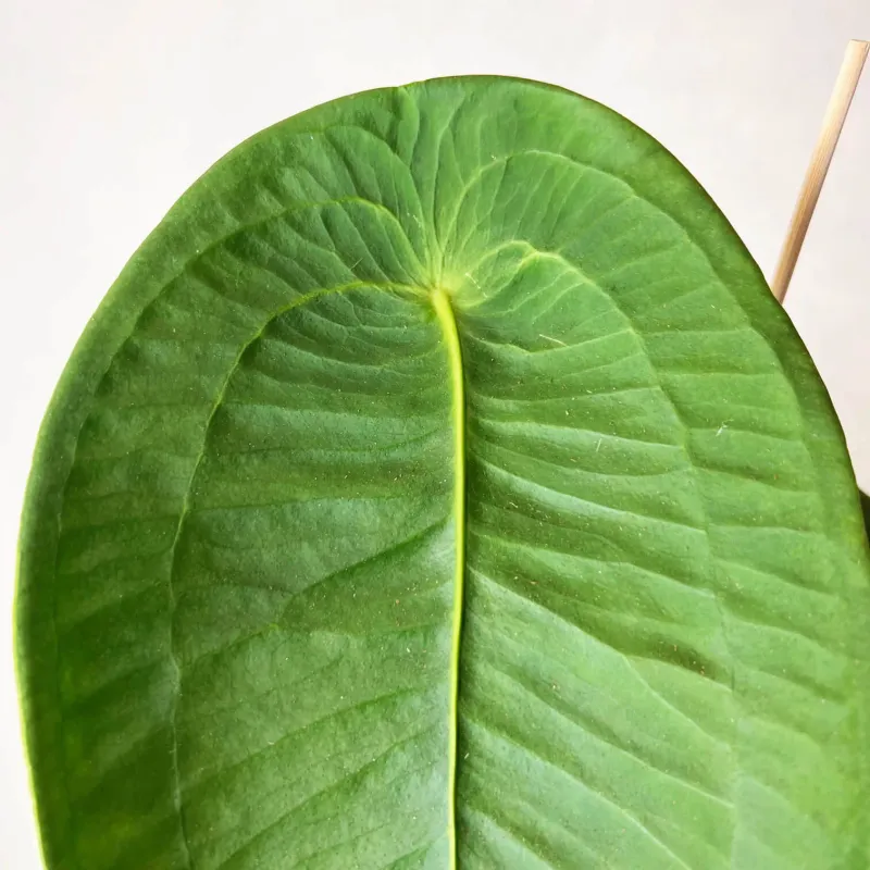 Anthurium Peltigerum - vaso Ø12 cm Anthurium Peltigerum - vaso Ø12 cm