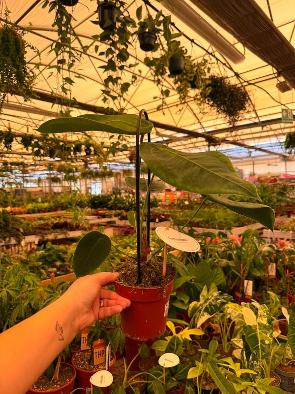 Anthurium Peltigerum - vaso Ø12 cm
