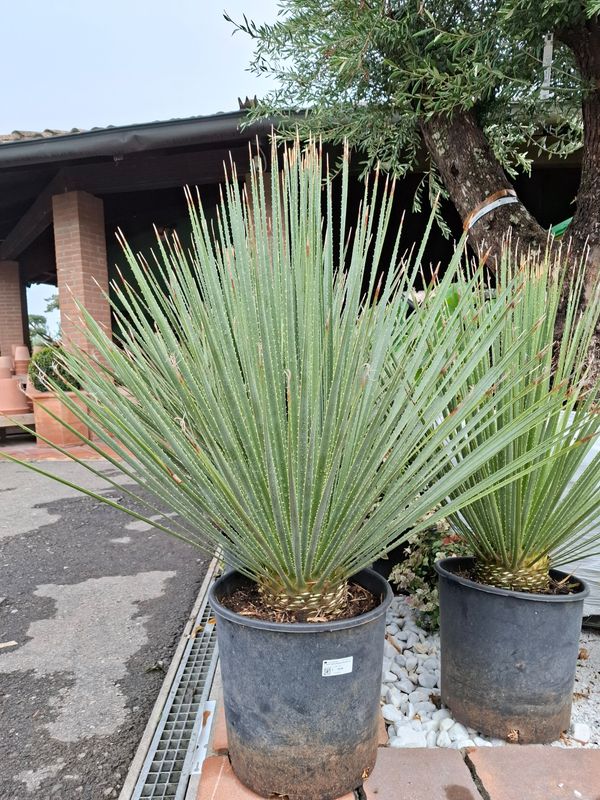 Dasylirion serratifolium - vaso Ø35 cm