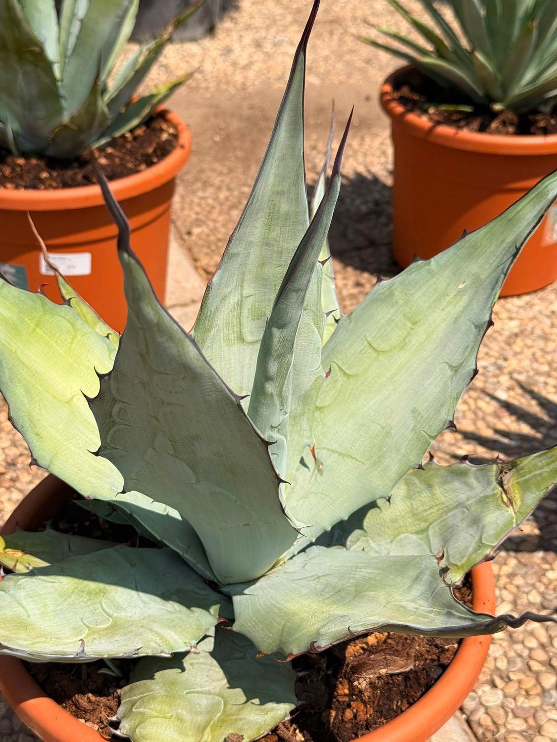 Agave Azurea - vaso Ø30 cm