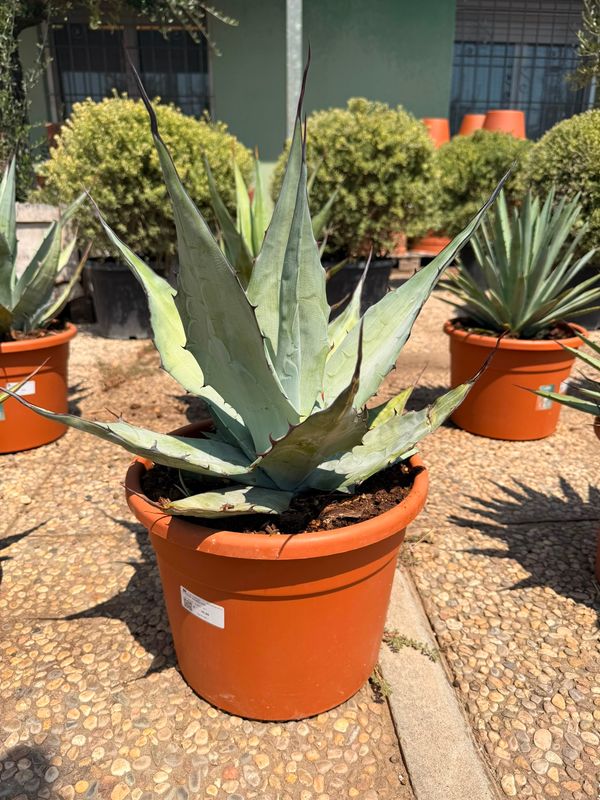Agave Azurea - vaso Ø30 cm