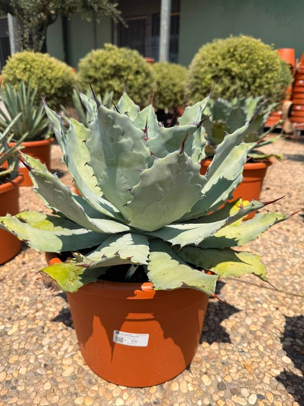 Agave Potatorum - vaso Ø30 cm