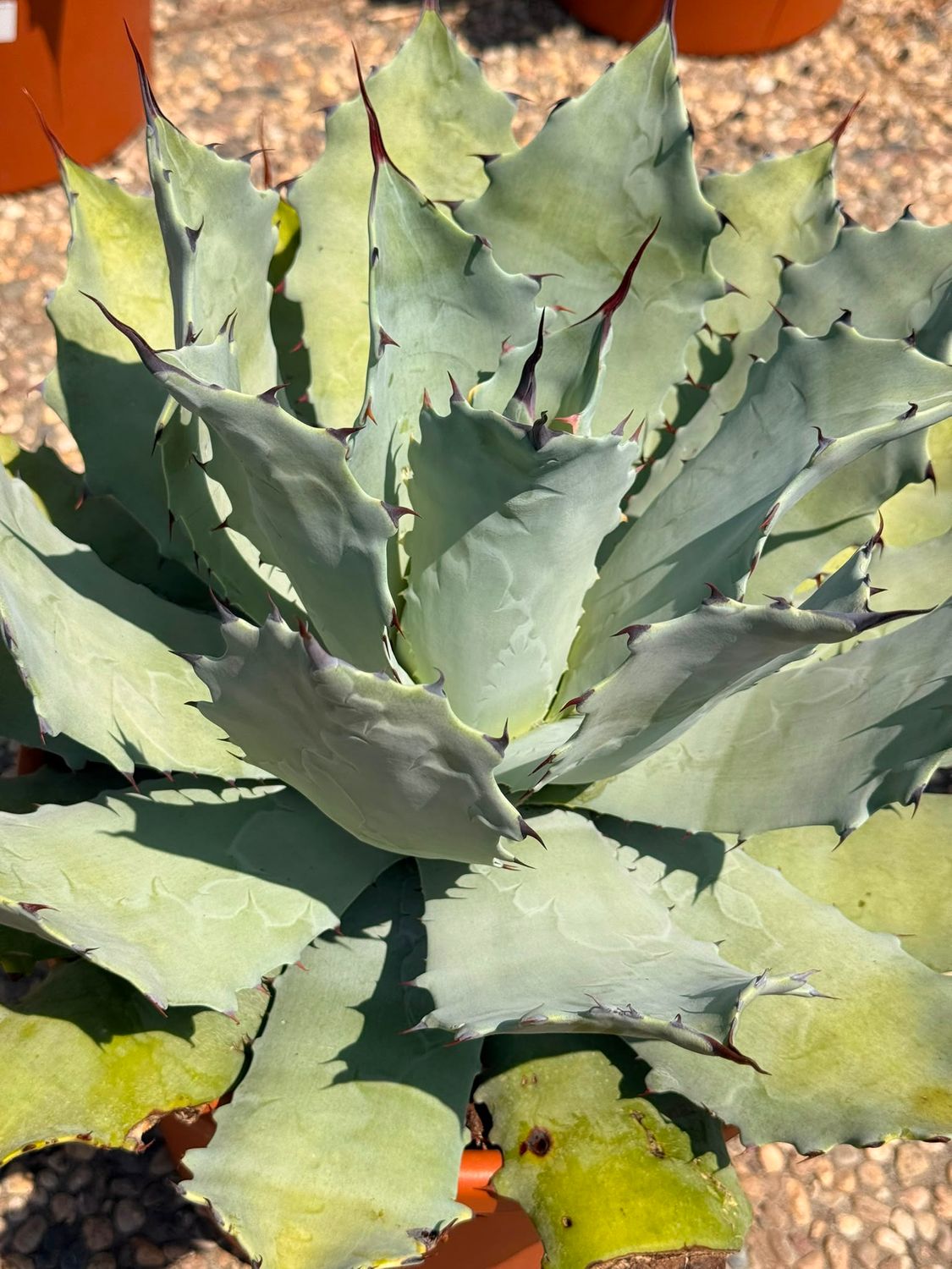 Agave Potatorum - vaso Ø30 cm Agave Potatorum - vaso Ø30 cm