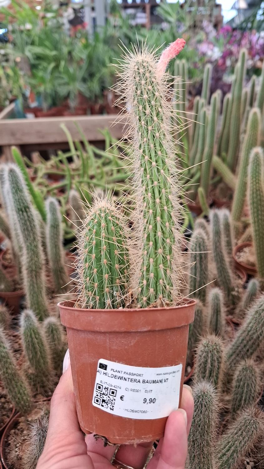 Hildewintera baumannii - cactus coda d'oro - vaso Ø8 cm Hildewintera baumannii - cactus coda d'oro - vaso Ø8 cm